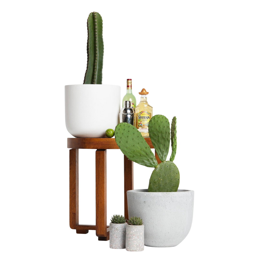 San Pedro Cactus Iconic Andean Cactus