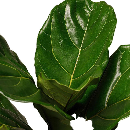 The Tropical Treasure Fig A Leafy Statement