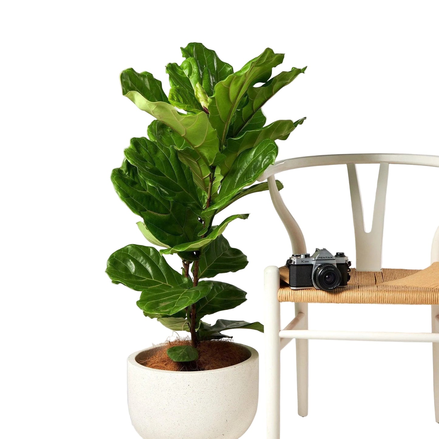 The Tropical Treasure Fig A Leafy Statement